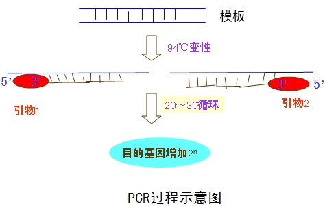 PCR步驟圖