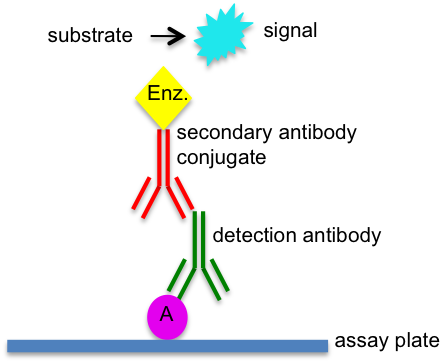 直接ELISA